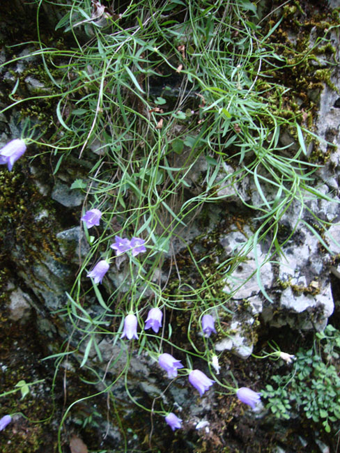 Campanula tanfanii